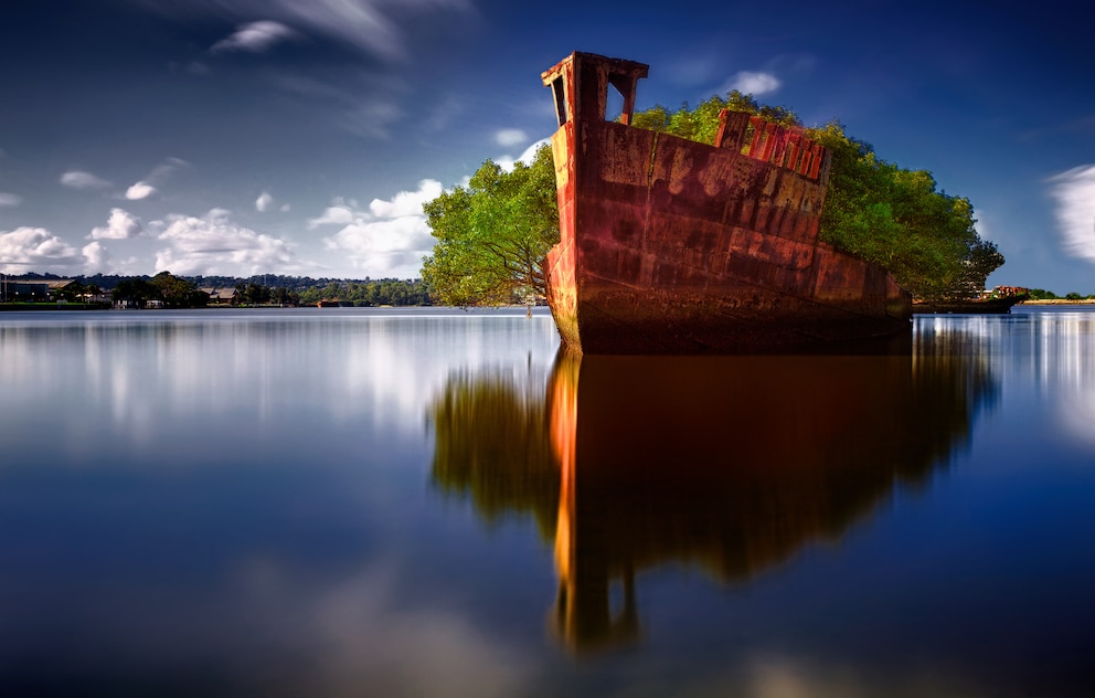  Auf dem Wrack der &bdquo;SS Ayrfield&ldquo; in Australien wachsen Mangrovenpflanzen