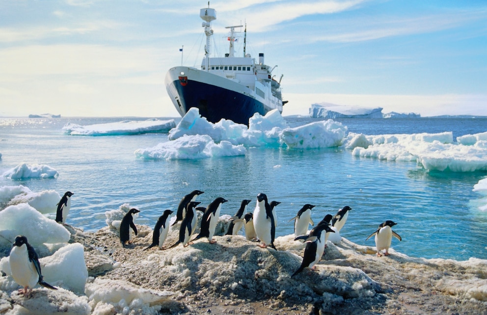 Viele Antarktis-Urlauber freuen sich besonders auf Begnungen mit Pinguinen – doch es müssen Regeln beachtet werden