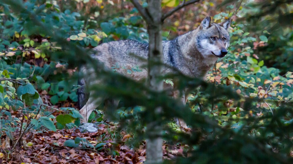 Wolf