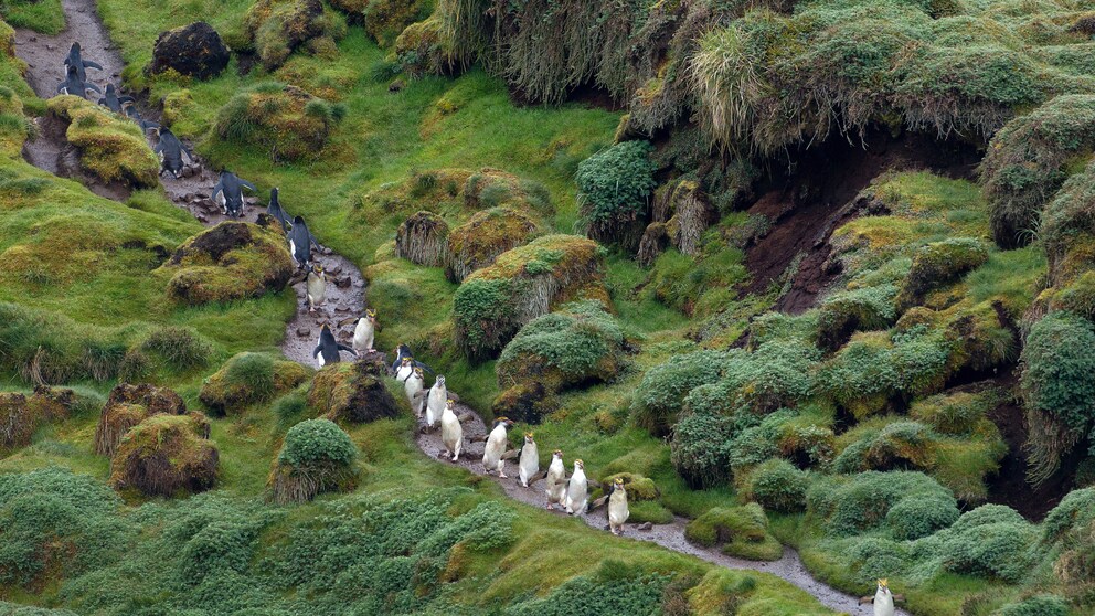 Macquarie Island