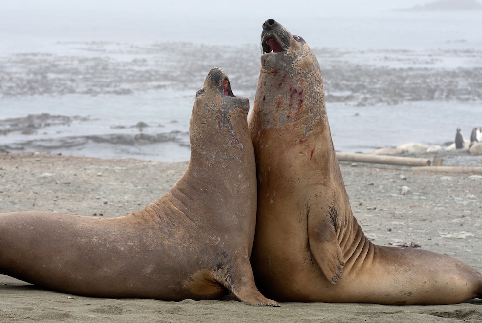 Macquarie Island