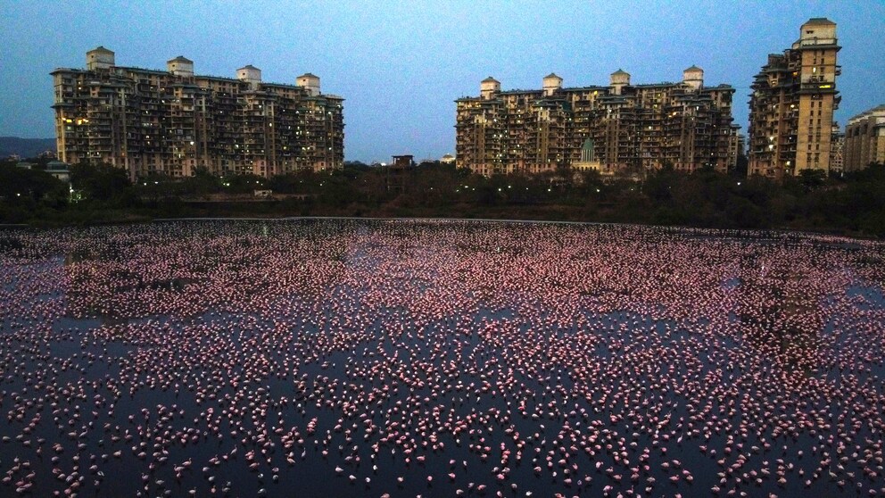 Vor den Wohngebäuden an einer Meeresbucht in Mumbai tummeln sich Tausende Flamingos und suchen nach Nahrung.