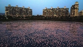 Vor den Wohngebäuden an einer Meeresbucht in Mumbai tummeln sich Tausende Flamingos und suchen nach Nahrung.