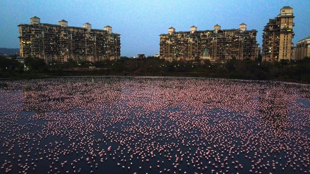 Vor den Wohngebäuden an einer Meeresbucht in Mumbai tummeln sich Tausende Flamingos und suchen nach Nahrung.