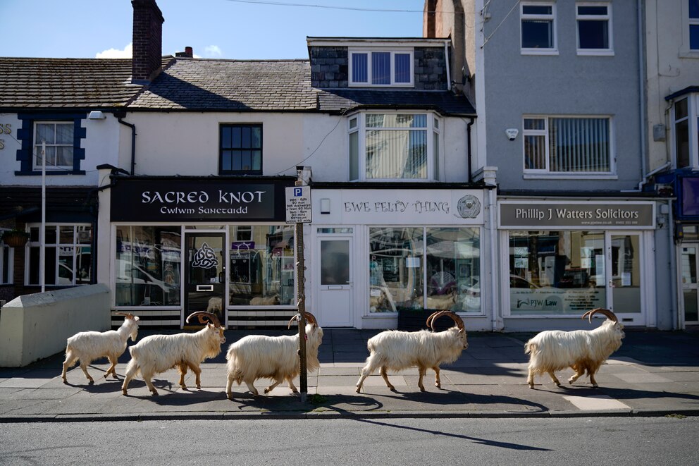 In LLandudno sind momentan mehr Ziegen als Menschen auf den Straßen