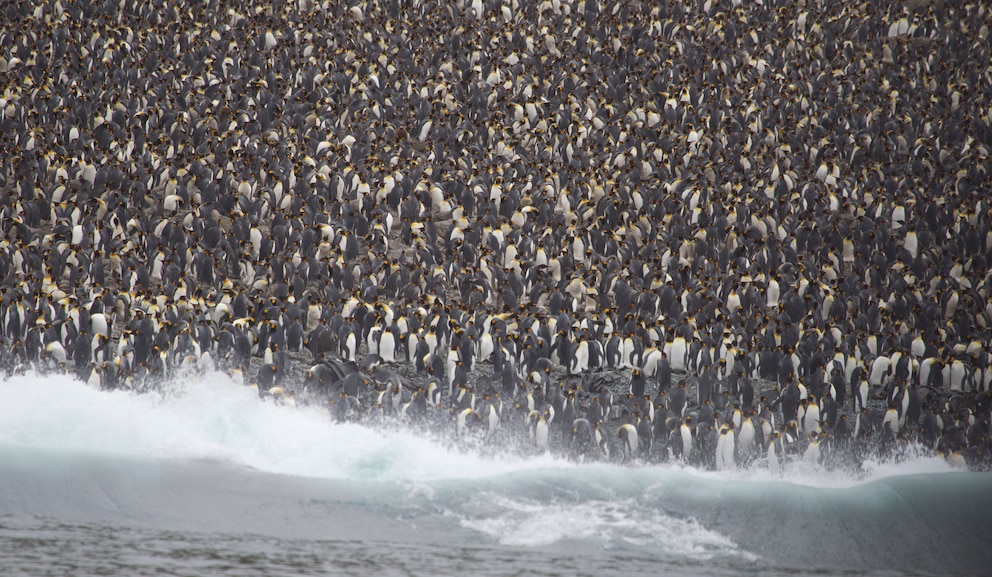 Macquarie Island