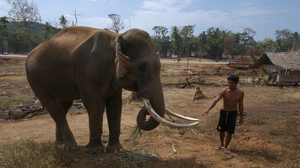 Elefanten in Thailand