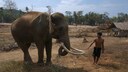 Elefanten in Thailand