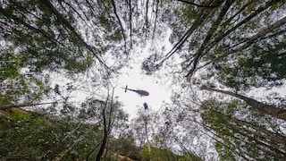 Der genaue Standort der australischen Wollemien ist streng geheim