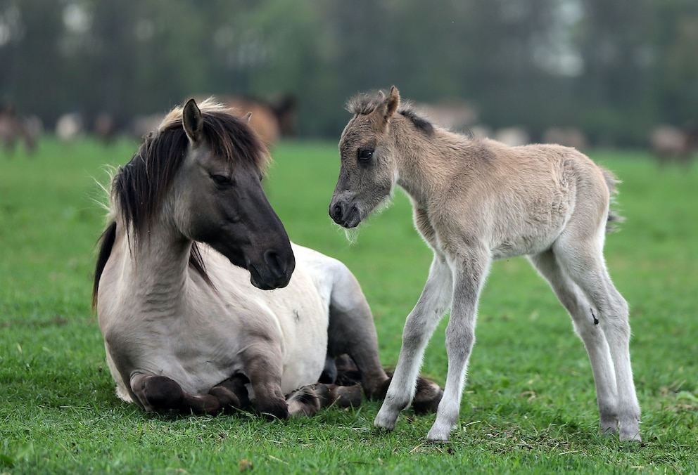 Wildpferde in Dülmen