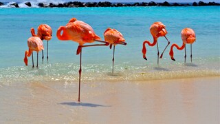 Aruba durch die Linse: die besten Insta-Spots auf dem One Happy Island