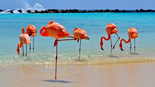 Aruba durch die Linse: die besten Insta-Spots auf dem One Happy Island