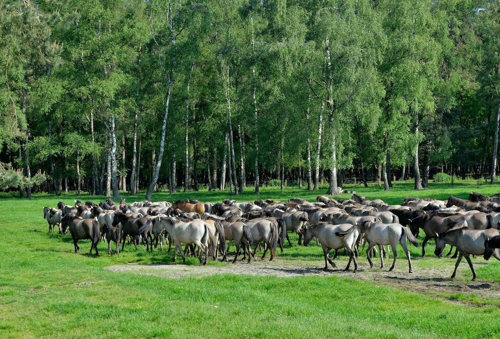 Lichte Wälder und Weiden kennzeichnen die Natur der sogenannten Wildpferdebahn im Münsterland