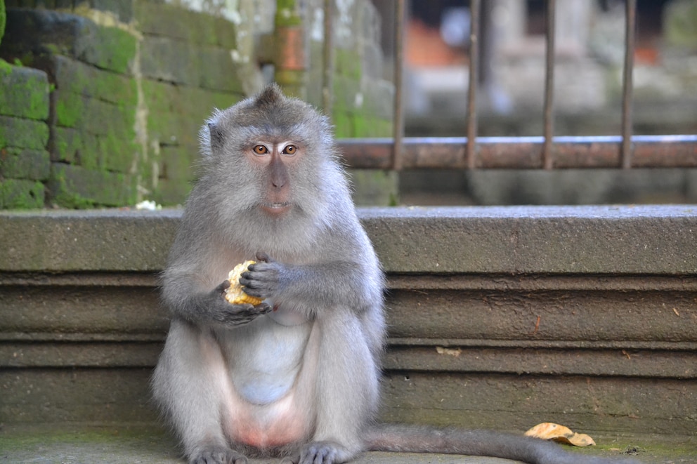 Affe in Ubud