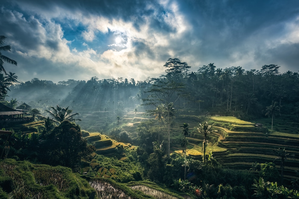 Tagalalang-Reisterrassen, Bali