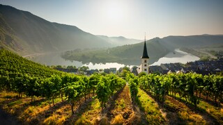 Weinberge säumen die Hänge an der Mosel, hier bei Bremm