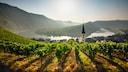 Weinberge säumen die Hänge an der Mosel, hier bei Bremm