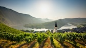 Weinberge säumen die Hänge an der Mosel, hier bei Bremm