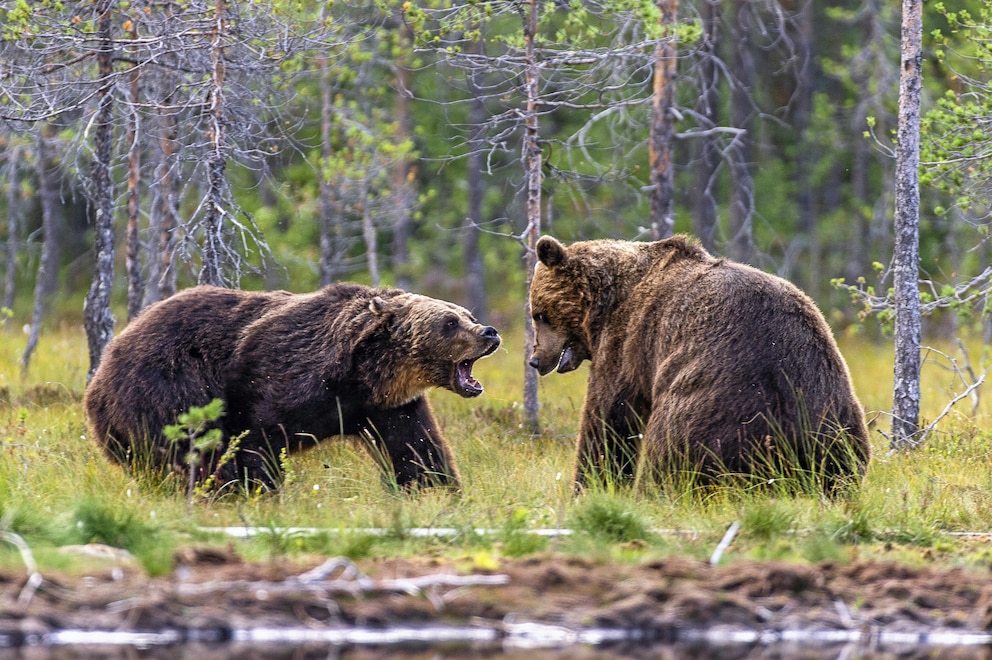 Nationalpark Wild Taiga