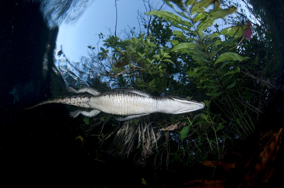 Cenote Carwash