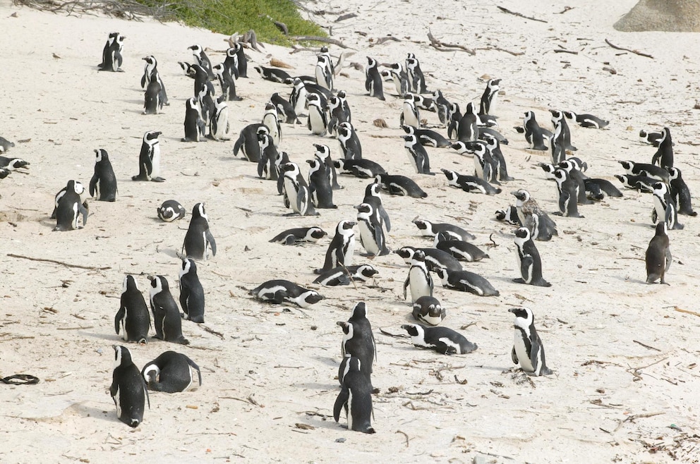 Brillenpinguine, Kap der Guten Hoffnung