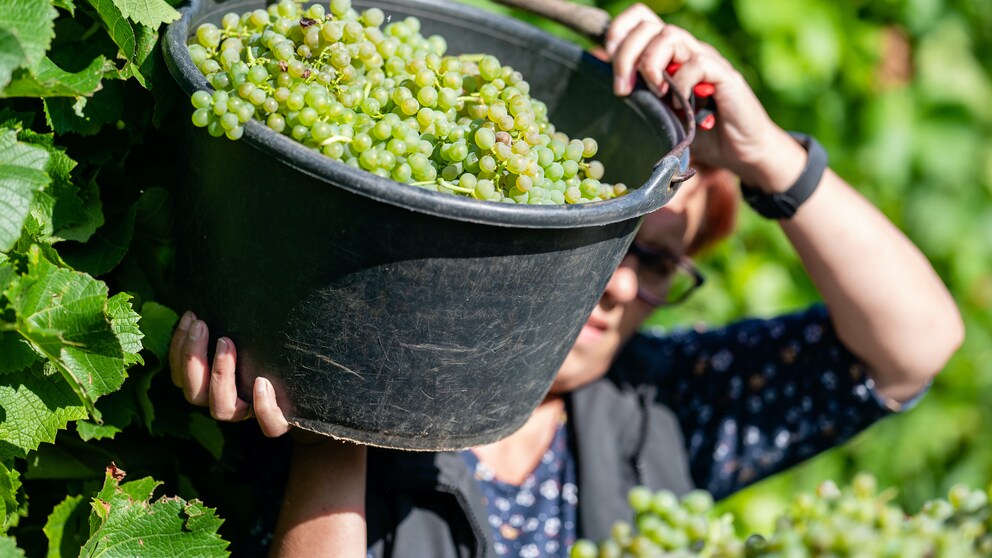 Beginn der Weinlese in der Pfalz