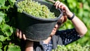 Beginn der Weinlese in der Pfalz