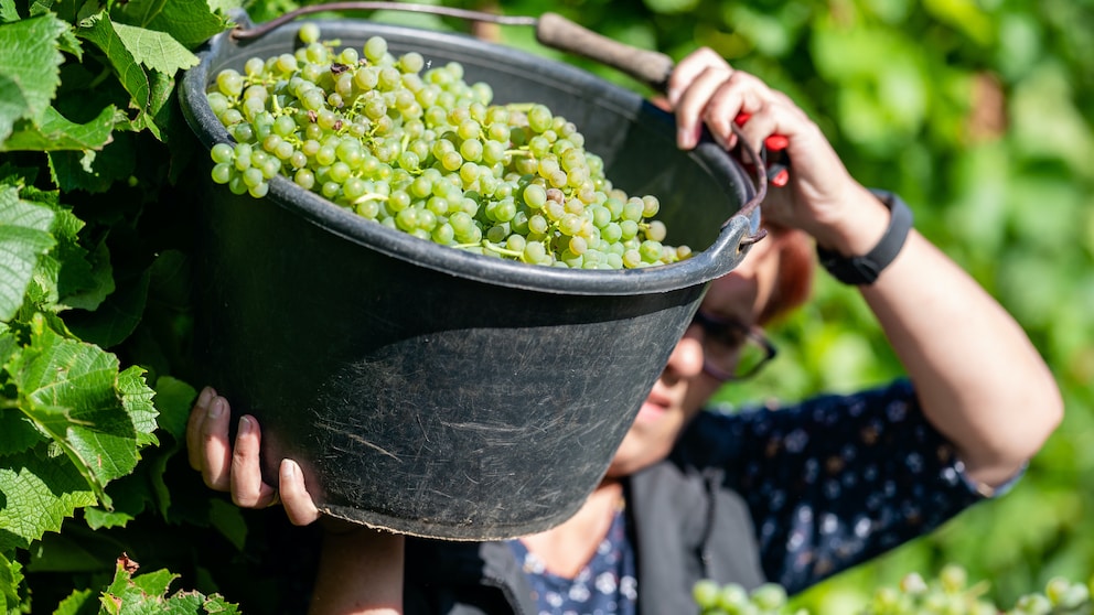 Beginn der Weinlese in der Pfalz