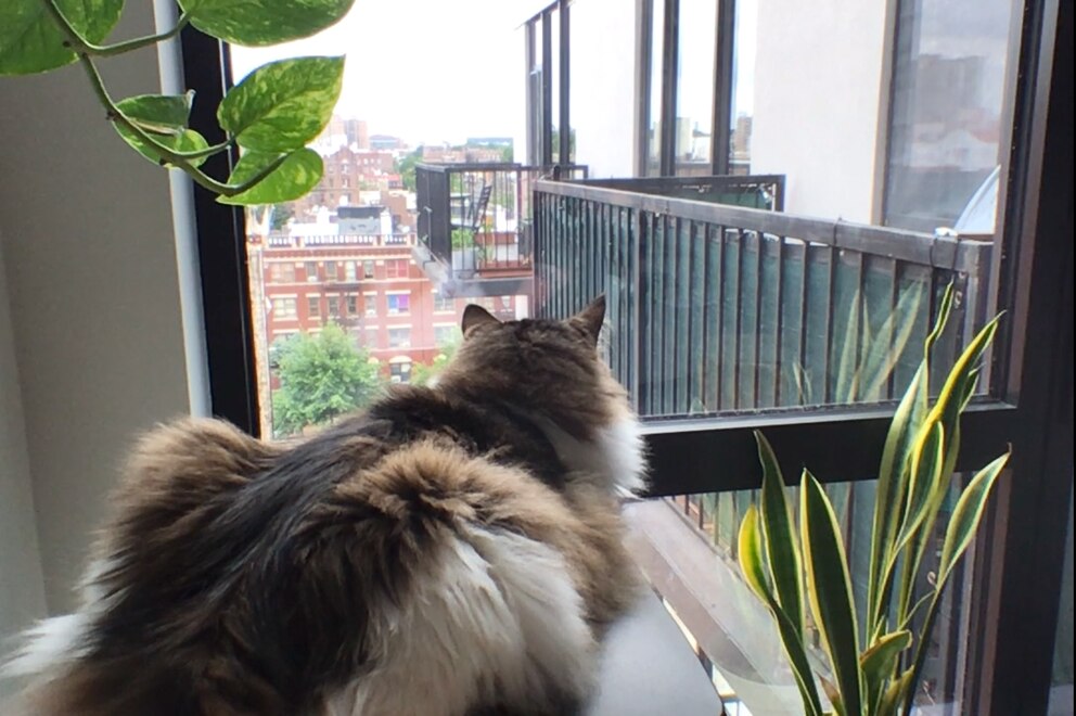 In Brooklyn bekommt man nicht nur einen Ausblick auf New York, sondern auch auf eine Katze geboten