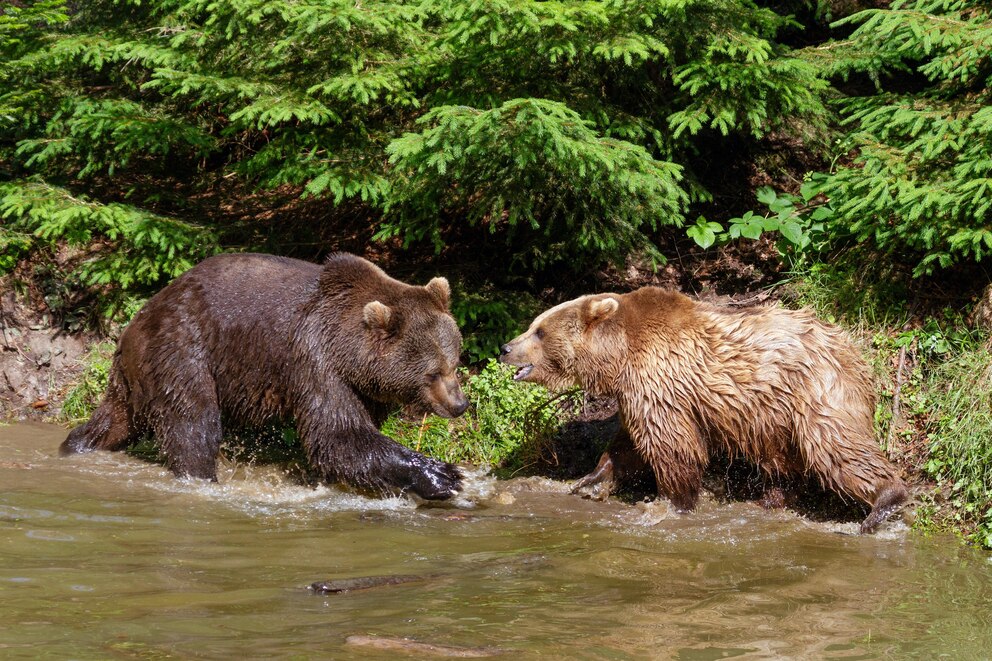 Braunbäre im Bayerischen Wald