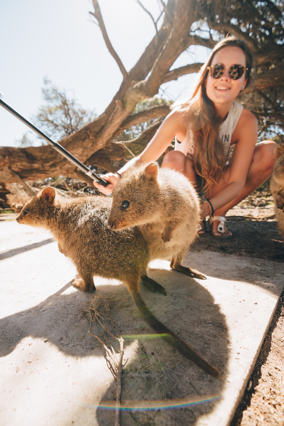 Ein Quokka lässt sich gerne fotografieren – die kleinen Beuteltiere sind sehr neugierig.