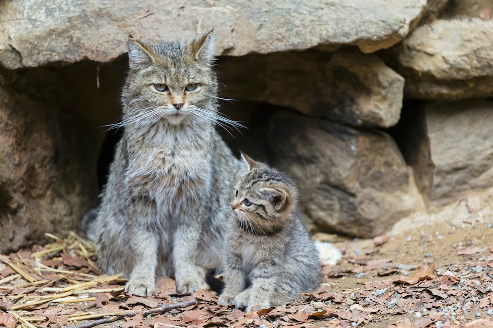 Eine Wildkatze und ihr Junges im Nationalpark Bayerischer Wald