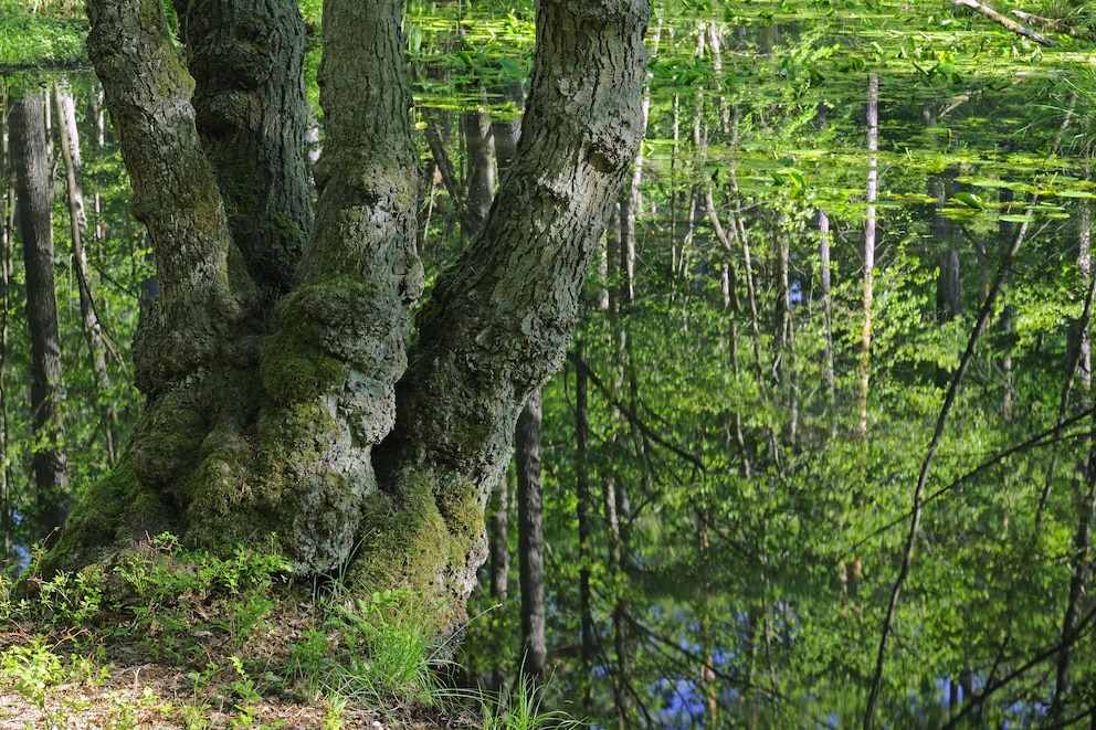 Auch die Sumpflandschaft im Briesetal gehört zu den schönsten Naturorten um Berlin