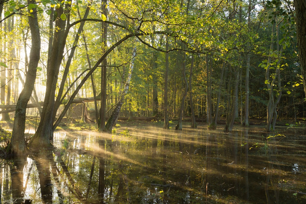 Der Spandauer Forst in Berlin zeigt, wie schön Natur sein kann