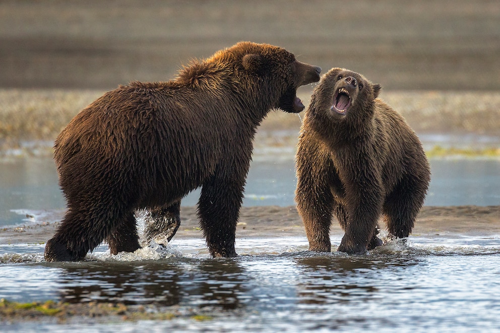 Auch Grizzlys gehören zu den gefährlichsten Tieren der Welt