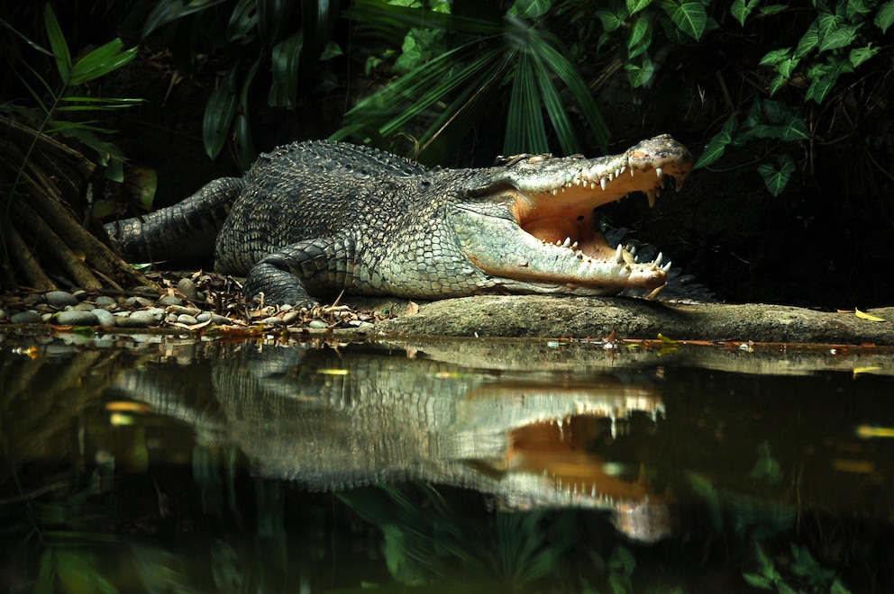 Das Krokodil zählt wegen seiner hohem Beißkraft zu den gefährlichsten Tieren der Welt