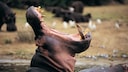 Das Nilpferd ist eines der gefährlichsten Tiere der Welt – sein Maul zeigt, warum
