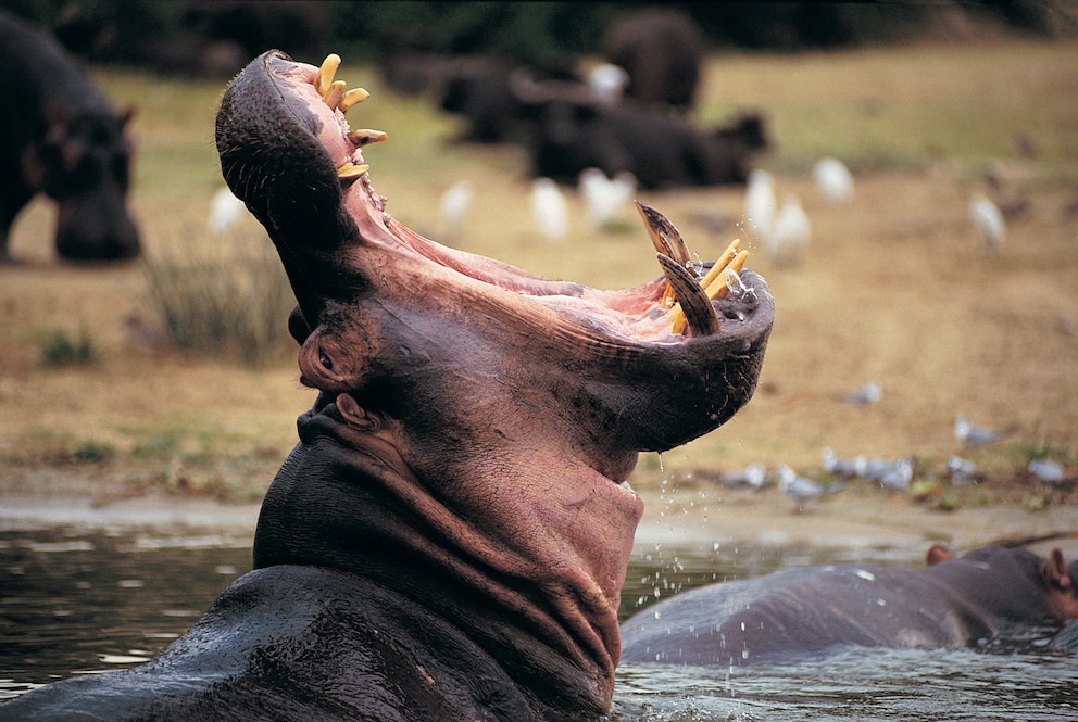 Das Nilpferd ist eines der gefährlichsten Tiere der Welt – sein Maul zeigt, warum