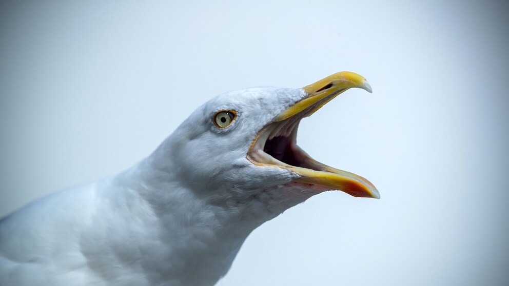 Möwe