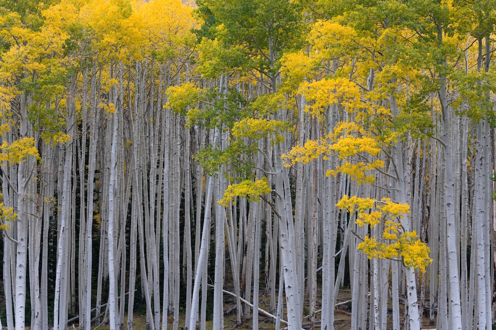 Das älteste und schwerste Lebewesen ist „Pando“, eine Klonkolonie der Zitterpapel