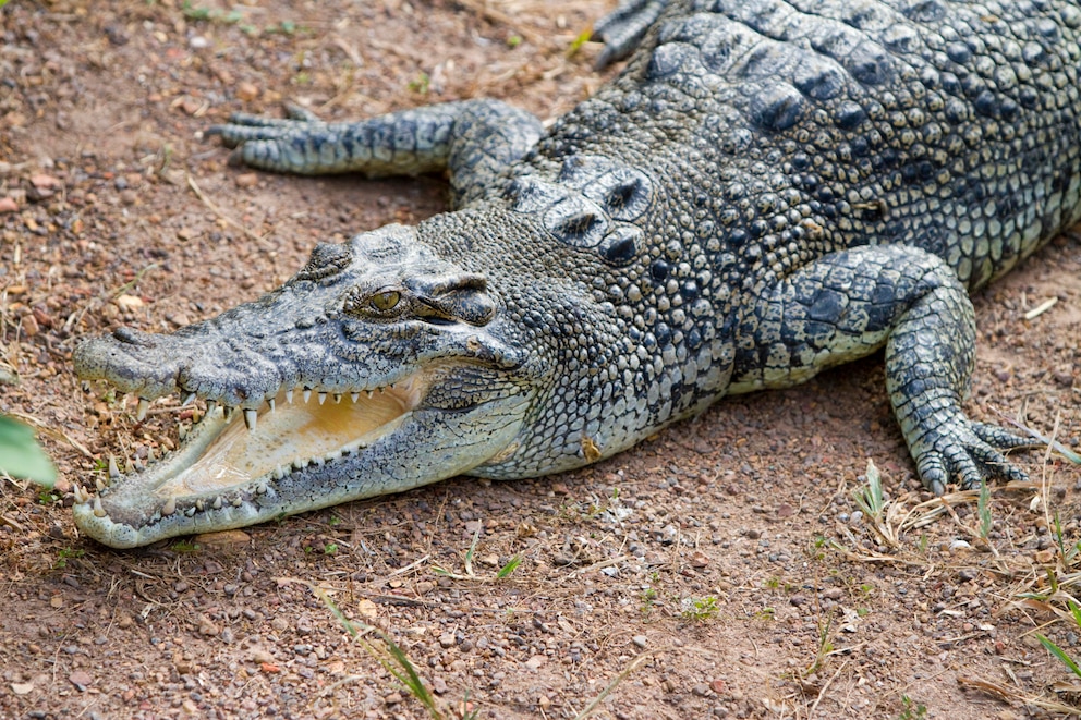 Leistekrokodil Ramree Island