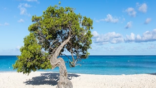 Aruba - ein Muss auf der Bucketlist 2021