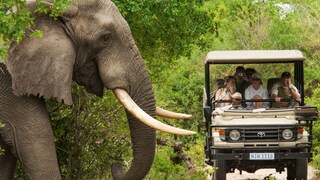 Wild auf Südafrika - Starten Sie jetzt Ihre Safari!