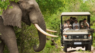 Wild auf Südafrika - Starten Sie jetzt Ihre Safari!