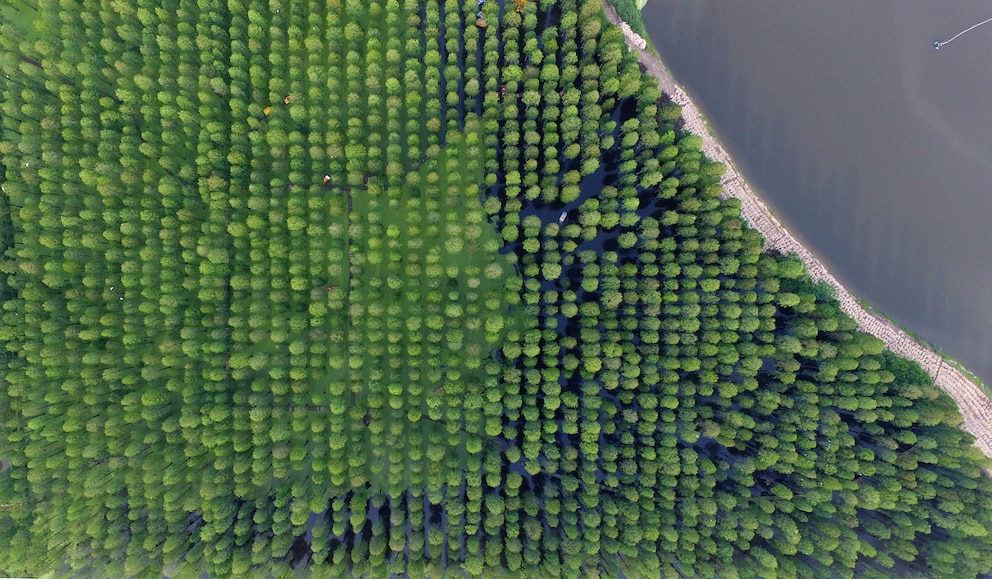 Auch aus der Luft ein Spektakel: der Wasserwald im Luyang Lake Wetlands Park in der chinesischen Provinz Jiangsu