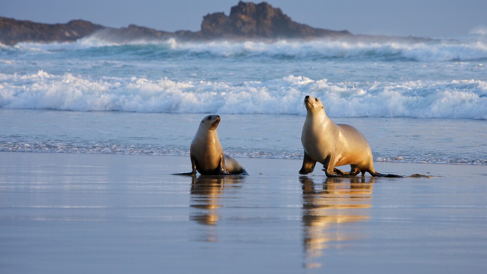 Seelöwen, Neuseeland