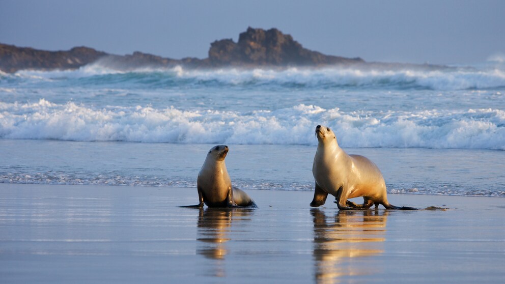 Seelöwen, Neuseeland