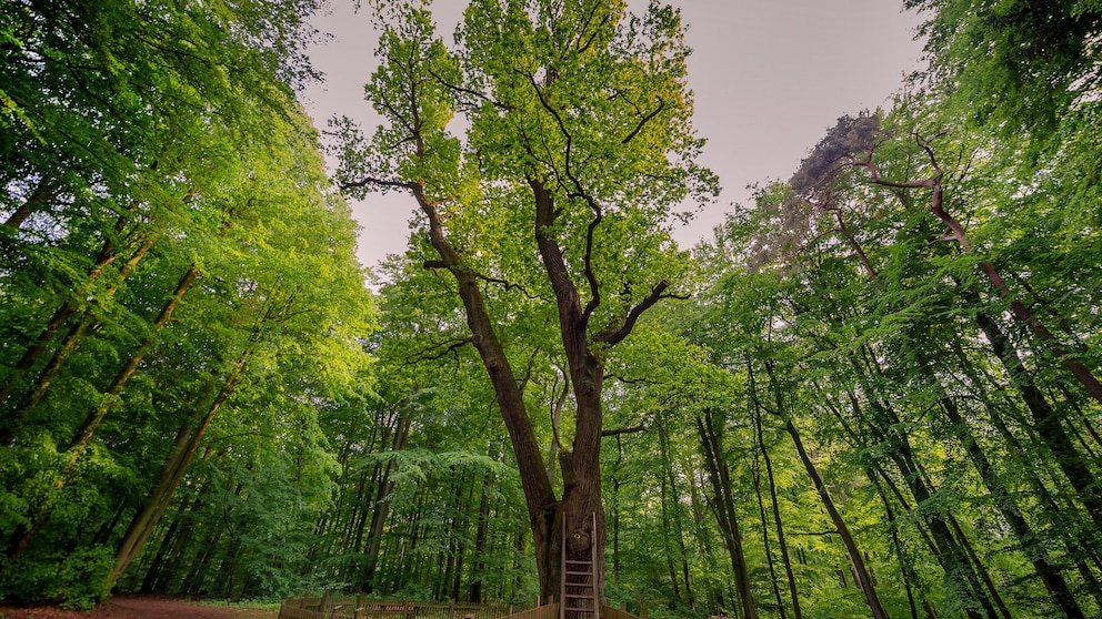 Bräutigamseiche in Eutin