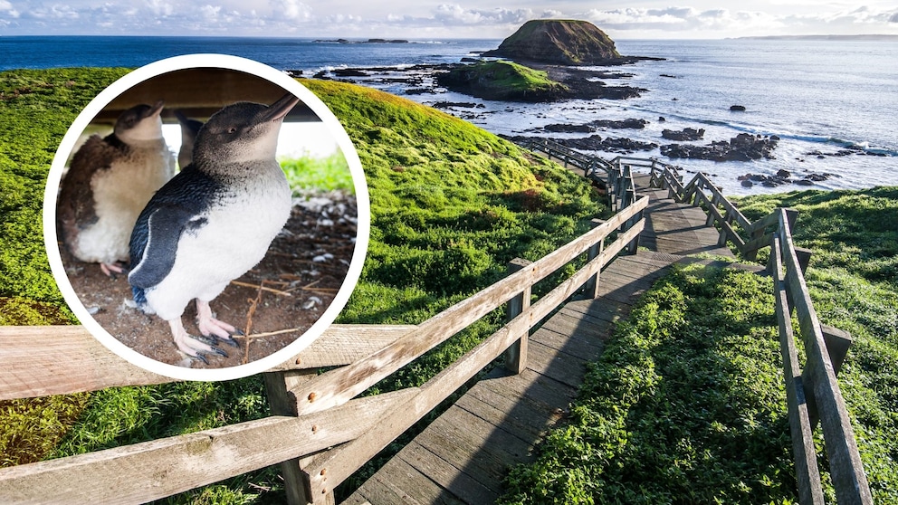 Kleinste Pinguine der Welt in Australien