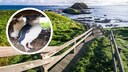 Kleinste Pinguine der Welt in Australien